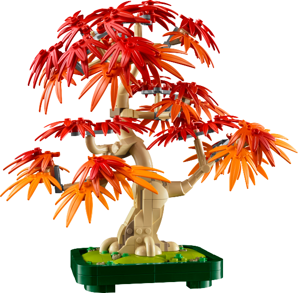 BONSaI DE ARCE ROJO JAPONeS 10348